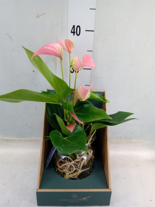 <h4>Anthurium andr. 'Joli'</h4>