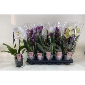 PHAL GEM
