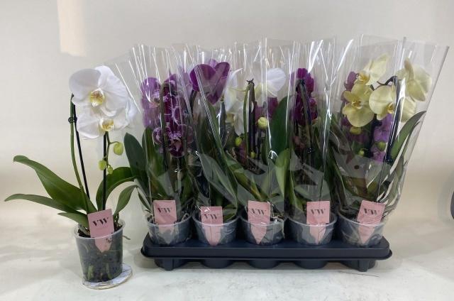 <h4>PHAL GEM</h4>