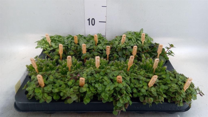 <h4>Planten  ..mix</h4>