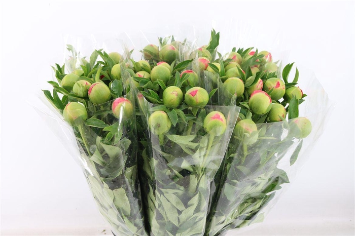 <h4>Paeo L Coral Sunset</h4>