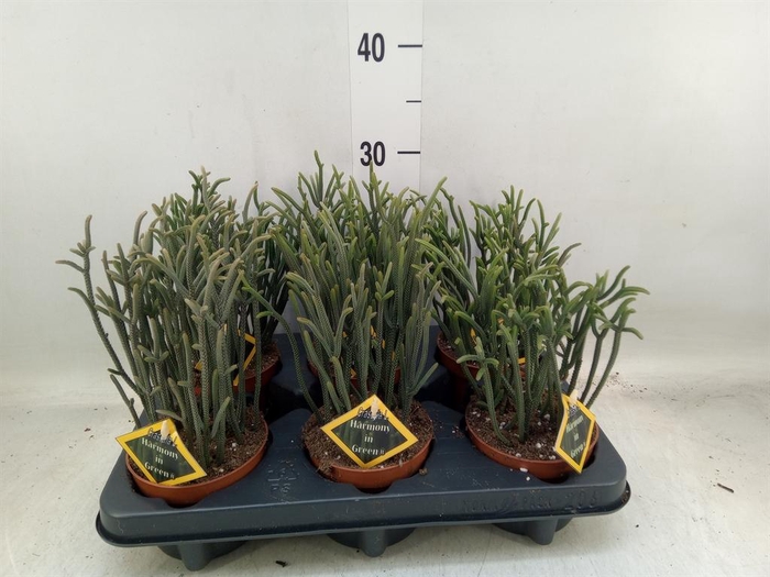 <h4>Crassula ...</h4>