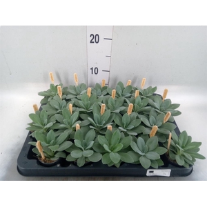 Senecio cephal. 'Mountain Fire'