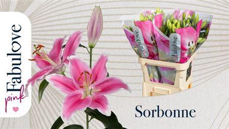 <h4>Li Or Sorbonne</h4>