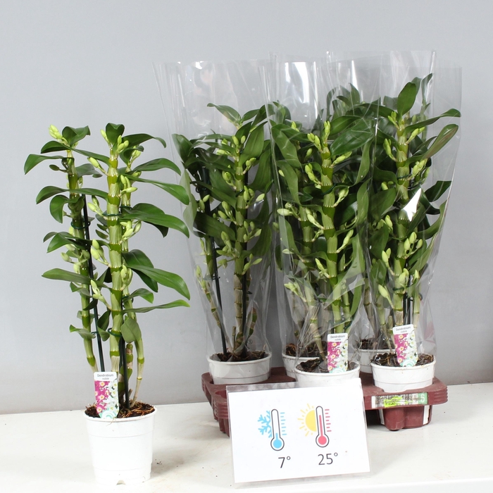 <h4>DENDR N SC APOLLON</h4>