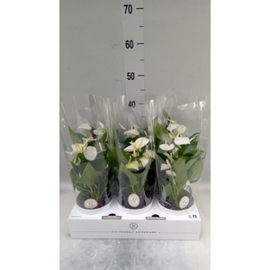 Anthurium andr. 'White Champion'