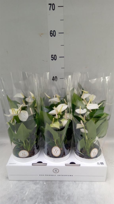 <h4>Anthurium andr. 'White Champion'</h4>