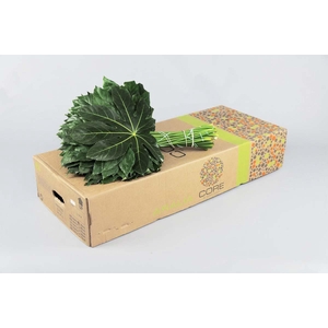 ARALIA 50 CM BROWN BOX