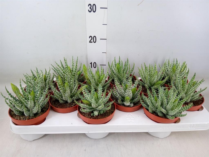 <h4>Aloe humilis</h4>