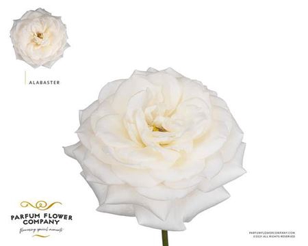 <h4>Rosa Gr Gar Alabaster</h4>