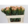 Protea Grandicolor