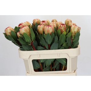 Protea Grandicolor