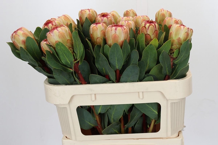 Protea Grandicolor