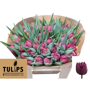 TU DU ALISON BRADLEY