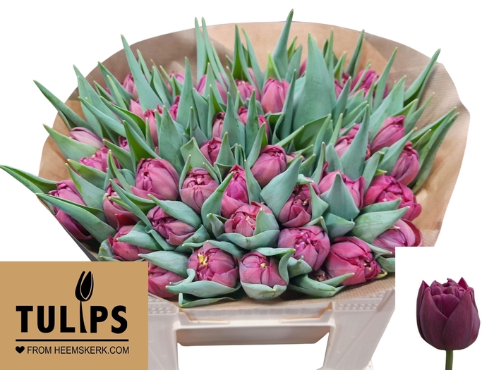 <h4>TU DU ALISON BRADLEY</h4>