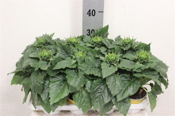 <h4>Helianthus annuus 'Sunsation'</h4>