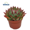 Echeveria Agavoides Red