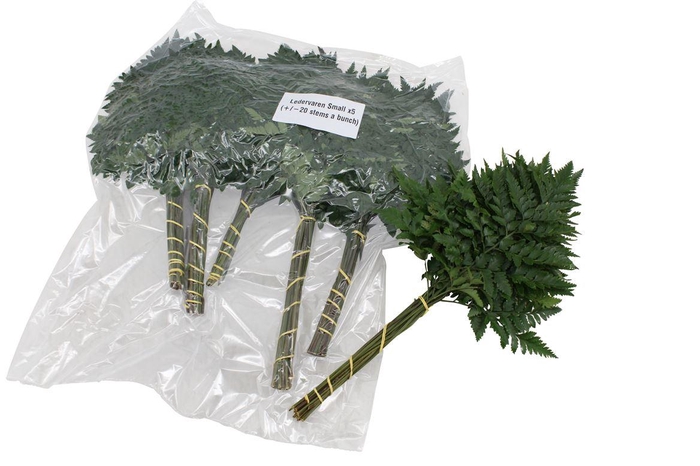 <h4>Lederv. Small V P X5</h4>