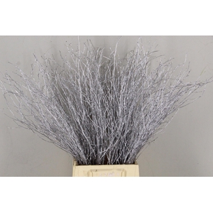 Betula Bs Paint Silver FST