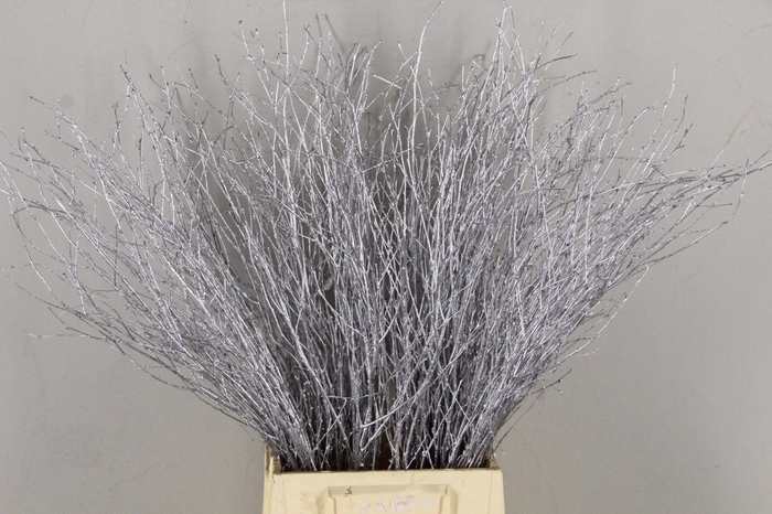 <h4>Betula Bs Paint Silver FST</h4>