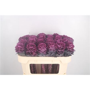 Brassica Elegance Purple