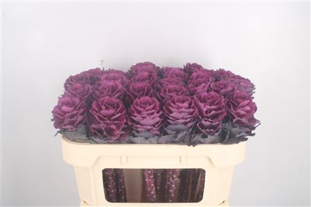 <h4>Brassica Elegance Purple</h4>