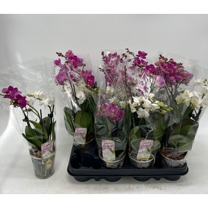 PHAL OV