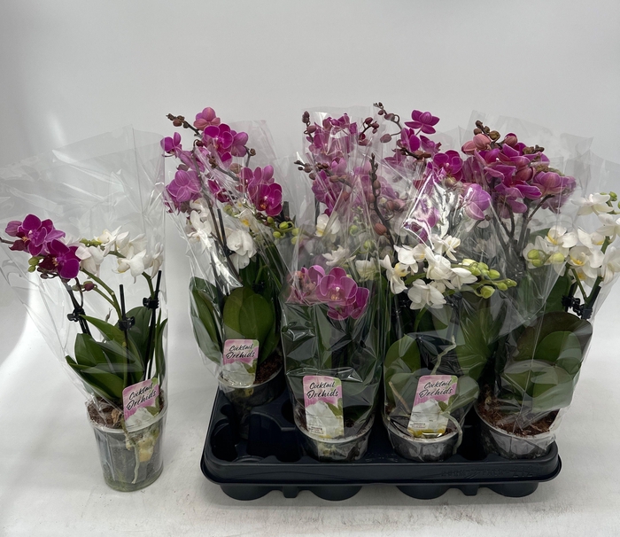 PHAL OV