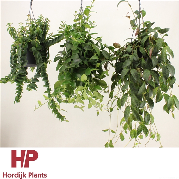 <h4>Aeschynanthus Mix (krul en plat).</h4>