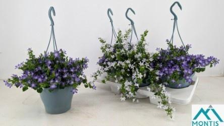 <h4>CAMP ADDENDA MIXK</h4>