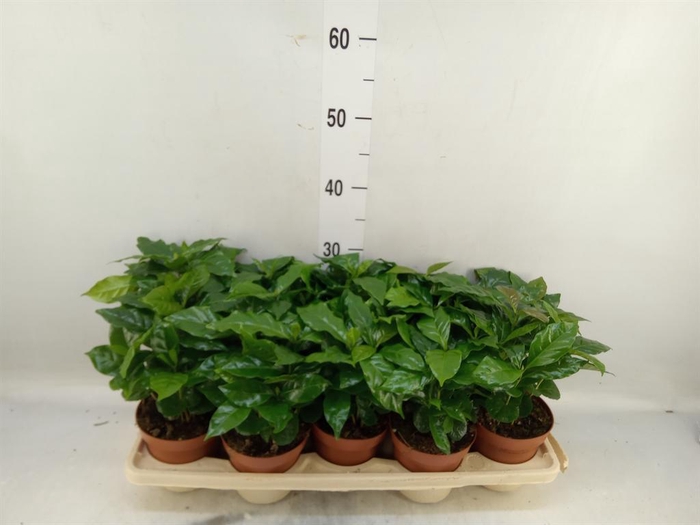 <h4>Coffea arabica</h4>