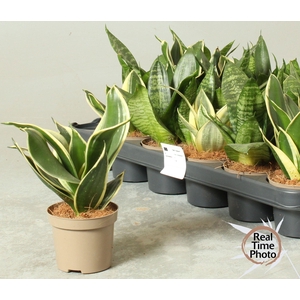 SANSEV TRIFASCIA  OV