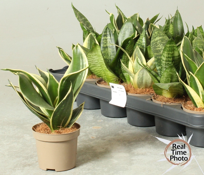 <h4>SANSEV TRIFASCIA  OV</h4>