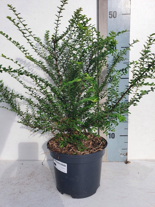 <h4>Lonicera nitida</h4>