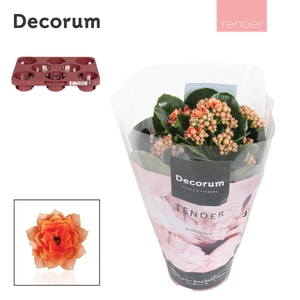 Kalanchoe Decorum TENDER - Serenity Peach