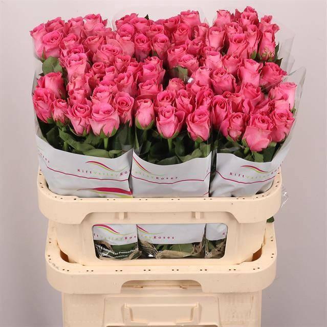 <h4>R GR WATERGAME</h4>