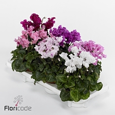.Cyclamen persicum midi super serie merengue