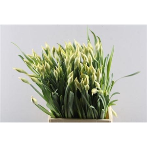 Narc D Dick Wilden (tw)