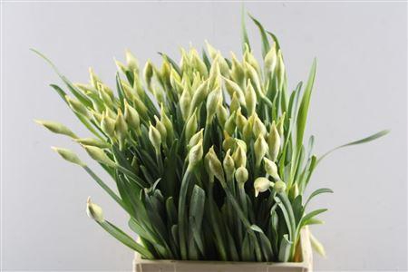 <h4>Narc D Dick Wilden (tw)</h4>