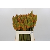 Kniphofia Eycone Peach