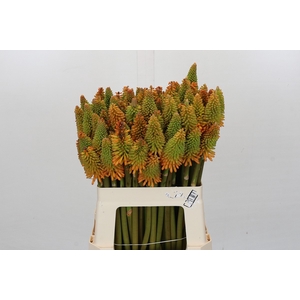 Kniphofia Eycone Peach