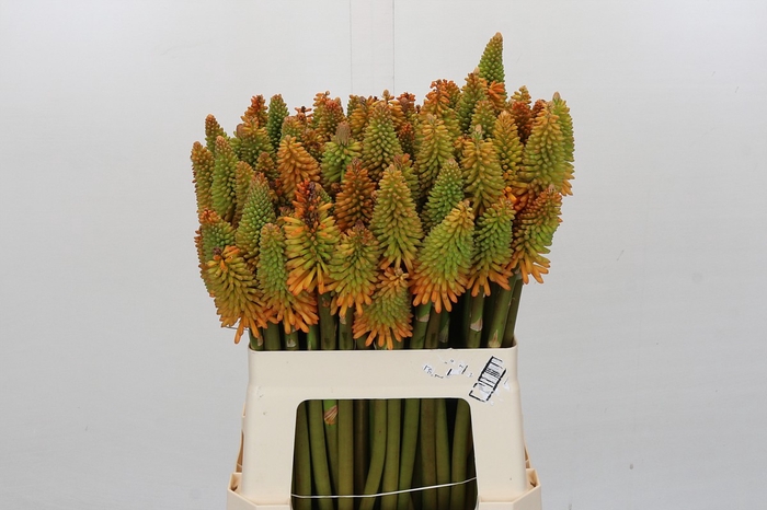 <h4>Kniphofia Eycone Peach</h4>
