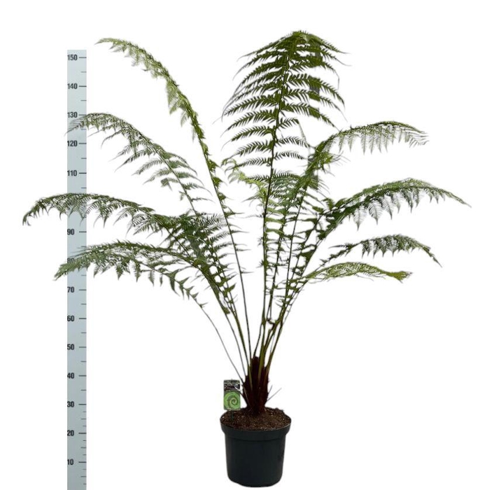 <h4>DICK ANTARCTICA</h4>