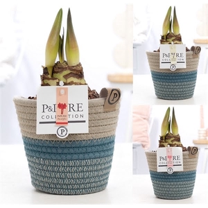 Hippeastrum mix in P&PURE Fashionpot Valerie