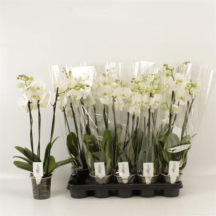 <h4>PHAL OV WIT</h4>