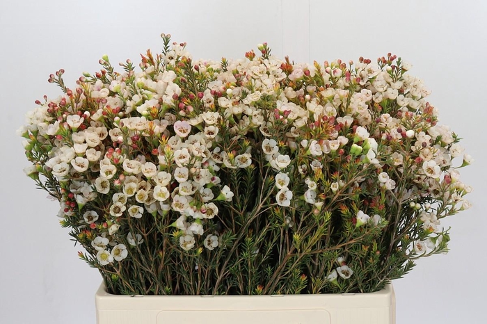 <h4>Chamelaucium Moonlight Delight</h4>