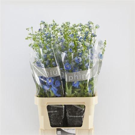 <h4>Delph El Du Centurion Skyblue</h4>