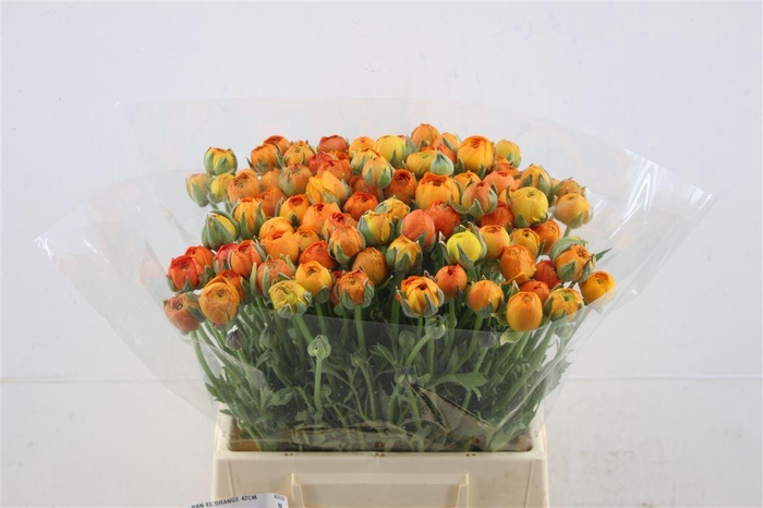 <h4>Ran El Orange 42cm</h4>