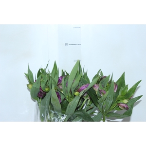 ALSTROEMERIA XANADU 080 CM ROXO