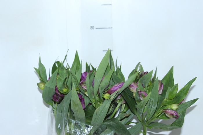 <h4>ALSTROEMERIA XANADU 080 CM ROXO</h4>